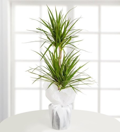 Dracena Marginata 2 Dallı