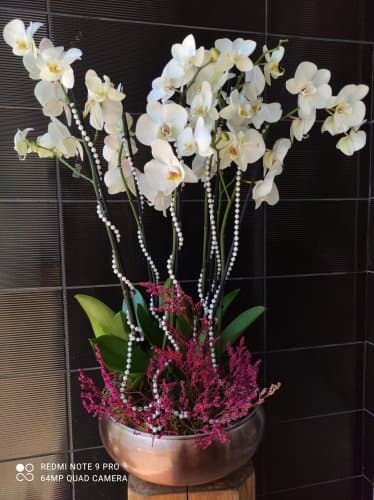 Beyaz Orkideler