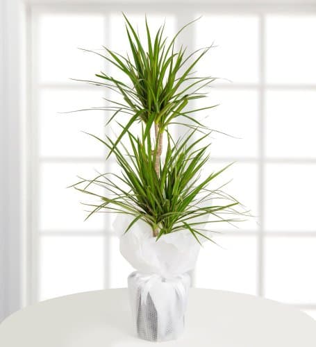 Dracena Marginata 2 Dallı