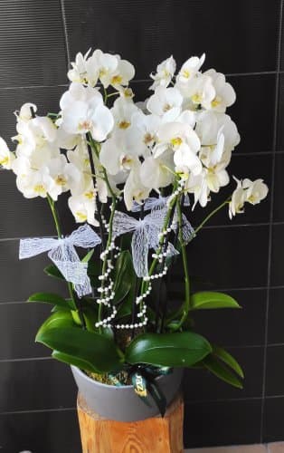 Beyaz Orkideler