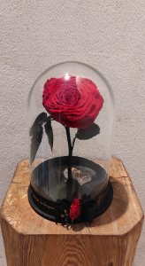 Foreverrose