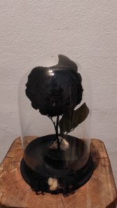 Foreverrose