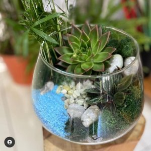 Terraryum